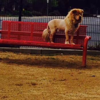 Miyuki Dog Park photo 1